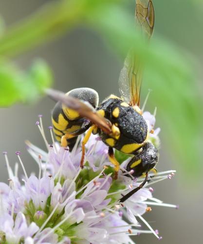 Réf. 197 259 : Euodynerus sp.